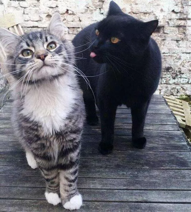 Picdump 295 - #29 