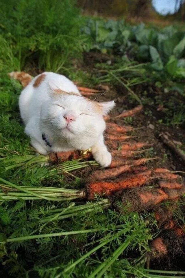 Picdump 295 - #65 