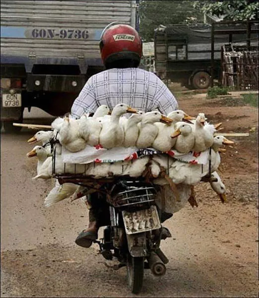 Unusual transportation around the world - #10 