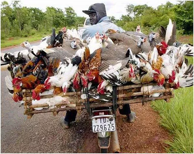 Unusual transportation around the world - #11 