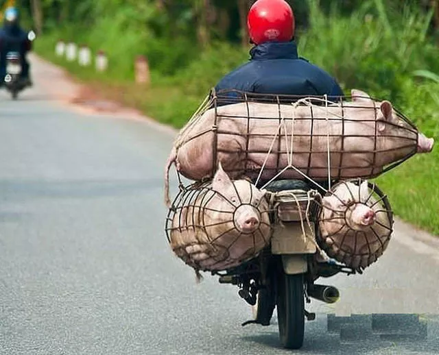 Unusual transportation around the world - #12 