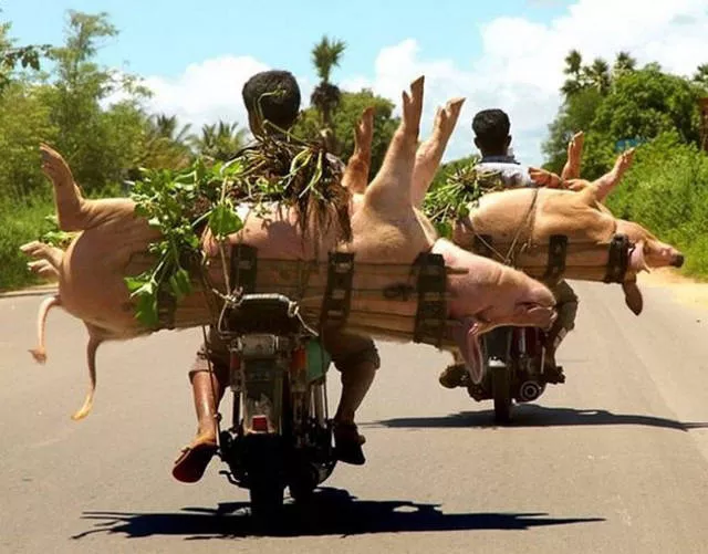 Unusual transportation around the world - #13 