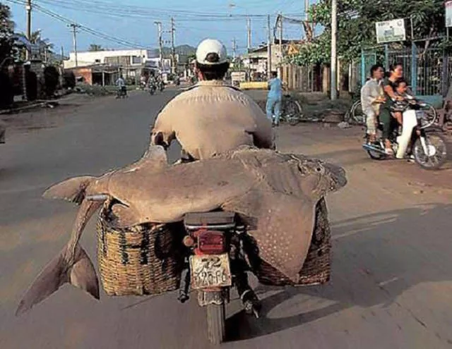 Unusual transportation around the world - #15 