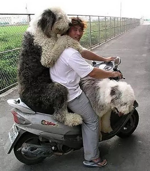 Unusual transportation around the world - #24 