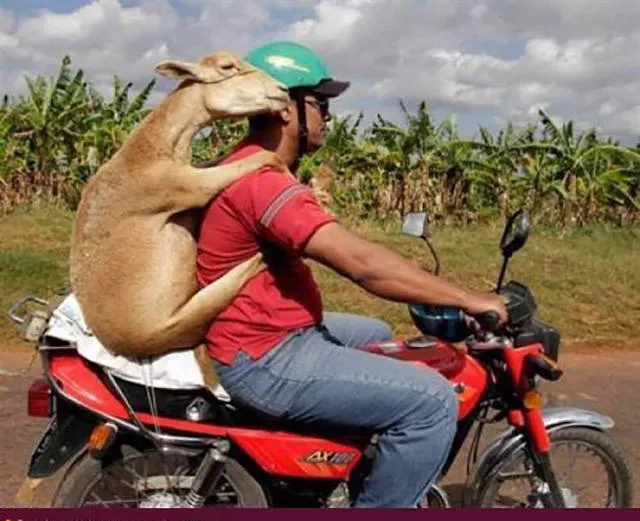 Unusual transportation around the world - #27 