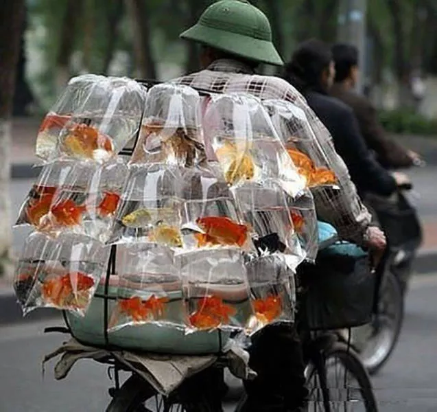 Unusual transportation around the world - #4 