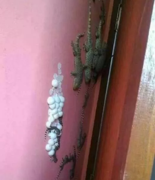 We do not see these images every day - #12 