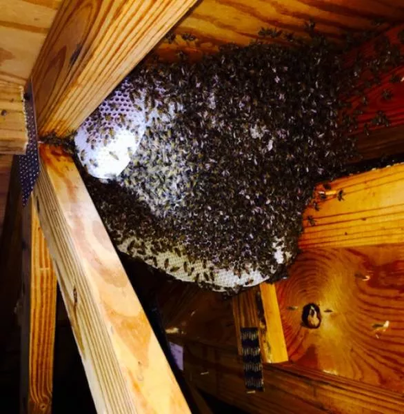 We do not see these images every day - #20 