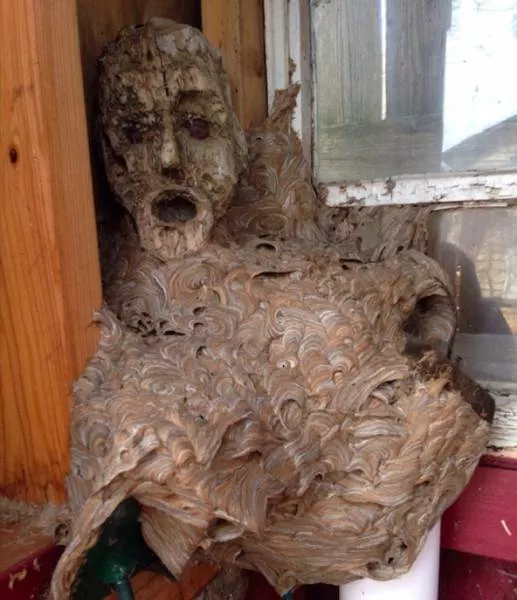 We do not see these images every day - #35 