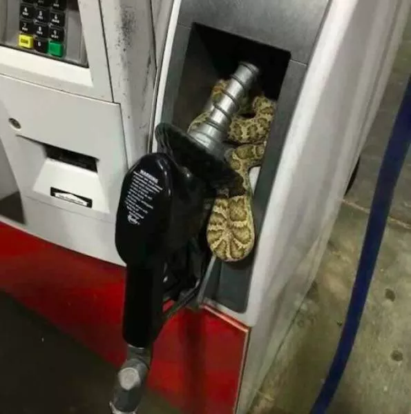 We do not see these images every day - #36 