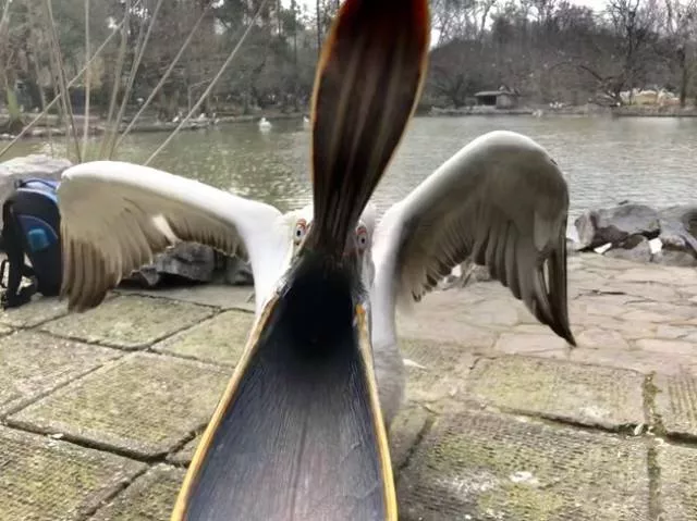 We do not see these images every day - #7 