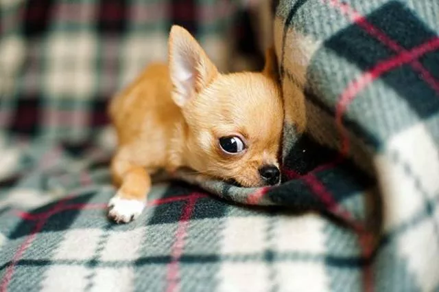The smallest animals in the world - #1 The smallest animals in the world - #1