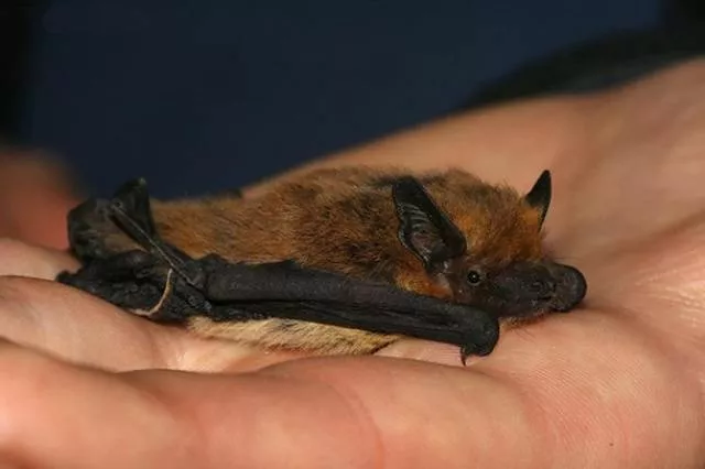 The smallest animals in the world - #10 The smallest animals in the world - #10