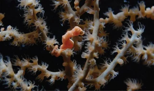 The smallest animals in the world - #11 The smallest animals in the world - #11