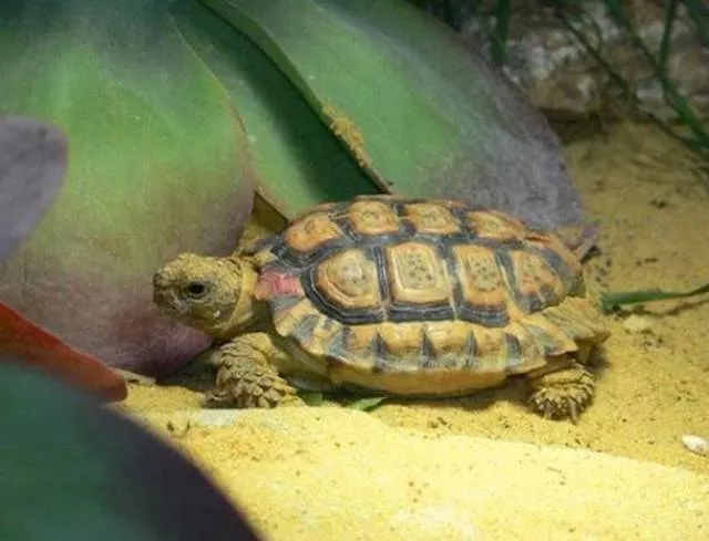 The smallest animals in the world - #12 The smallest animals in the world - #12