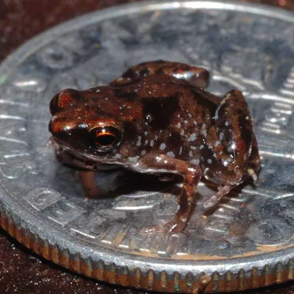 The smallest animals in the world - #14 The smallest animals in the world - #14