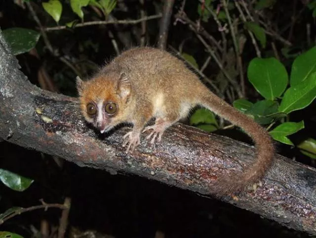 The smallest animals in the world - #15 The smallest animals in the world - #15