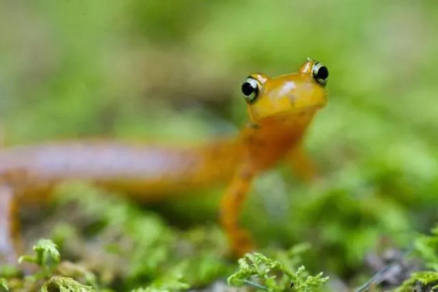 The smallest animals in the world - #16 The smallest animals in the world - #16