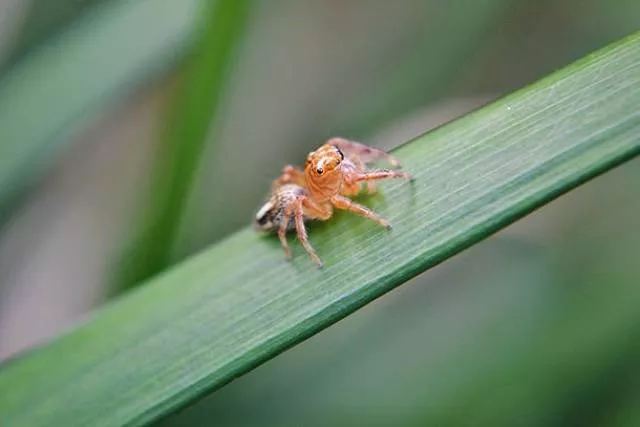 The smallest animals in the world - #17 The smallest animals in the world - #17