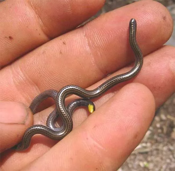 The smallest animals in the world - #19 The smallest animals in the world - #19