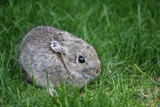 The smallest animals in the world - #2 The smallest animals in the world - #2
