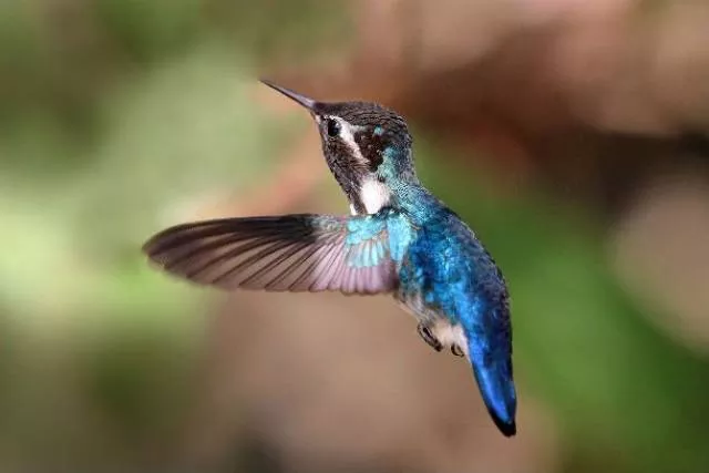 The smallest animals in the world - #21 The smallest animals in the world - #21