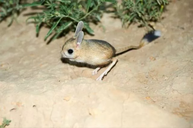 The smallest animals in the world - #24 The smallest animals in the world - #24