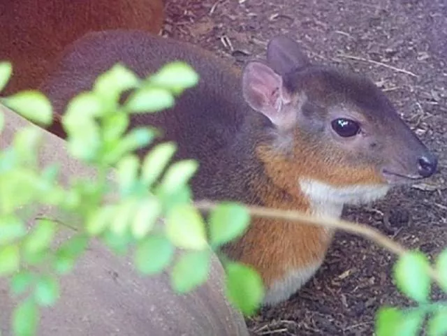 The smallest animals in the world - #25 The smallest animals in the world - #25