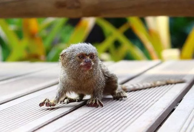 The smallest animals in the world - #3 The smallest animals in the world - #3
