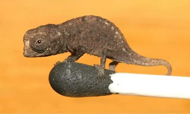 The smallest animals in the world - #4 The smallest animals in the world - #4