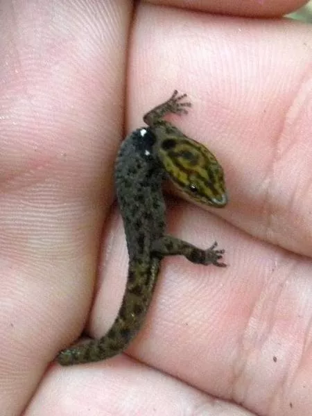 The smallest animals in the world - #6 The smallest animals in the world - #6