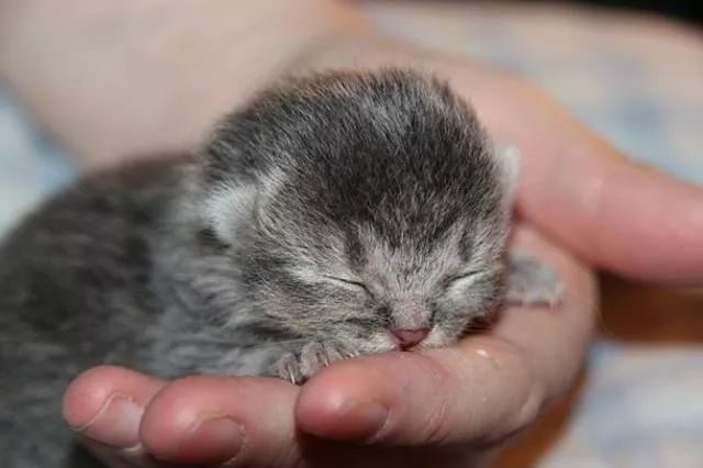 The smallest animals in the world - #7 The smallest animals in the world - #7