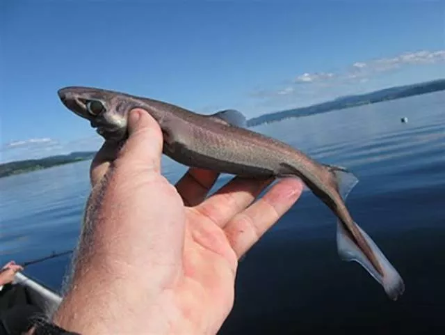The smallest animals in the world - #8 The smallest animals in the world - #8