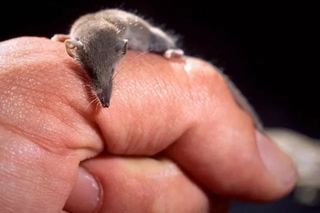 The smallest animals in the world - #9 The smallest animals in the world - #9