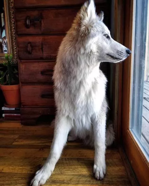 Chiens hybrides avec des loups beaute sauvage - #1 