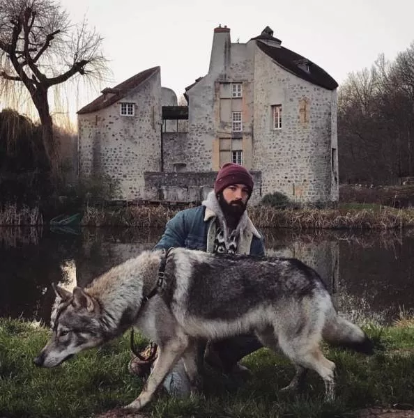 Wolf dog hybrids wild beauty - #10 