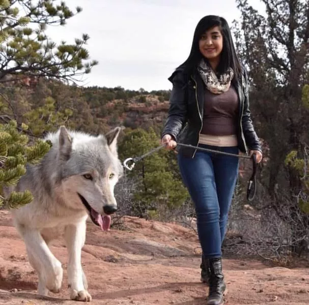 Wolf dog hybrids wild beauty - #11 
