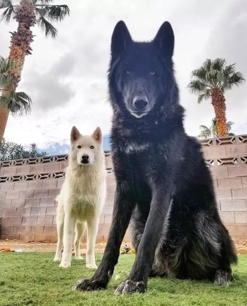 Wolf dog hybrids wild beauty - #13 