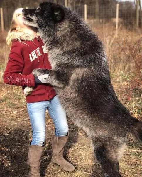 Chiens hybrides avec des loups beaute sauvage - #14 