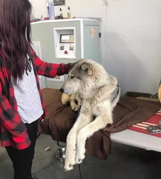 Chiens hybrides avec des loups beaute sauvage - #15 