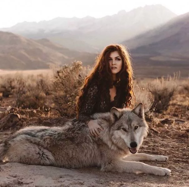 Chiens hybrides avec des loups beaute sauvage - #16 