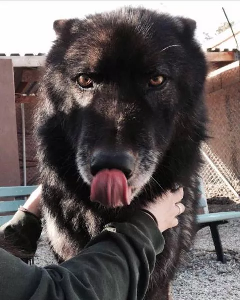 Chiens hybrides avec des loups beaute sauvage - #17 