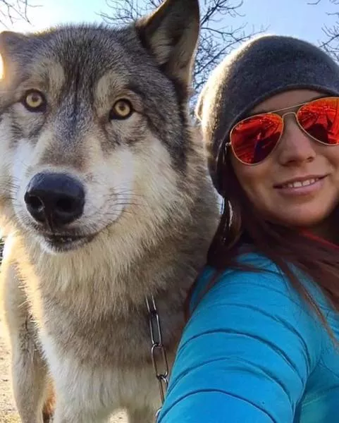 Wolf dog hybrids wild beauty - #18 