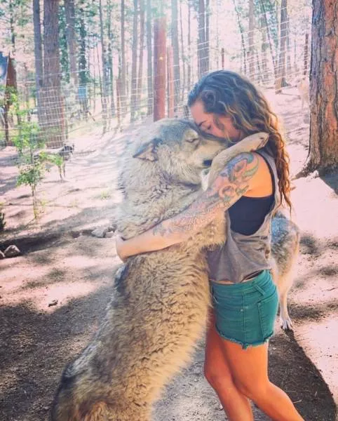 Wolf dog hybrids wild beauty - #19 