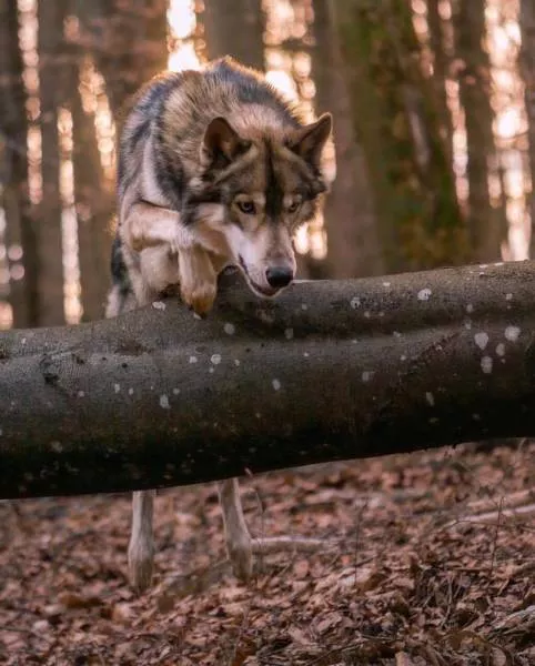 Wolf dog hybrids wild beauty - #2 