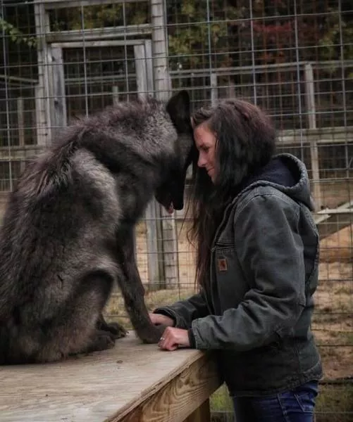 Wolf dog hybrids wild beauty - #20 