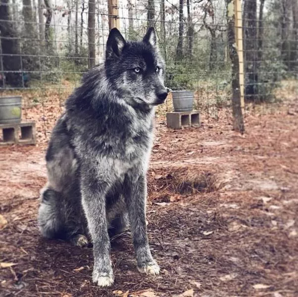 Chiens hybrides avec des loups beaute sauvage - #21 
