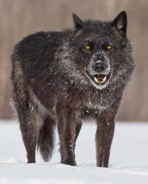 Wolf dog hybrids wild beauty - #22 
