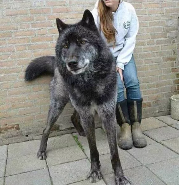 Chiens hybrides avec des loups beaute sauvage - #23 