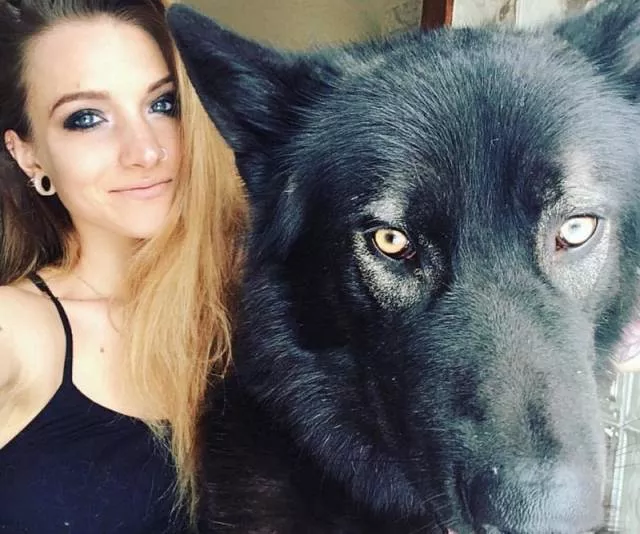 Chiens hybrides avec des loups beaute sauvage